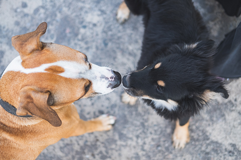 how-long-can-dogs-hold-their-pee